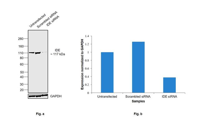 IDE Antibody in Western Blot (WB)