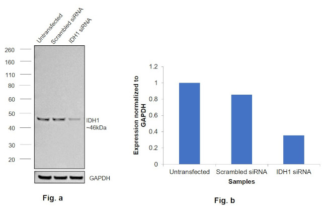 IDH1 Antibody