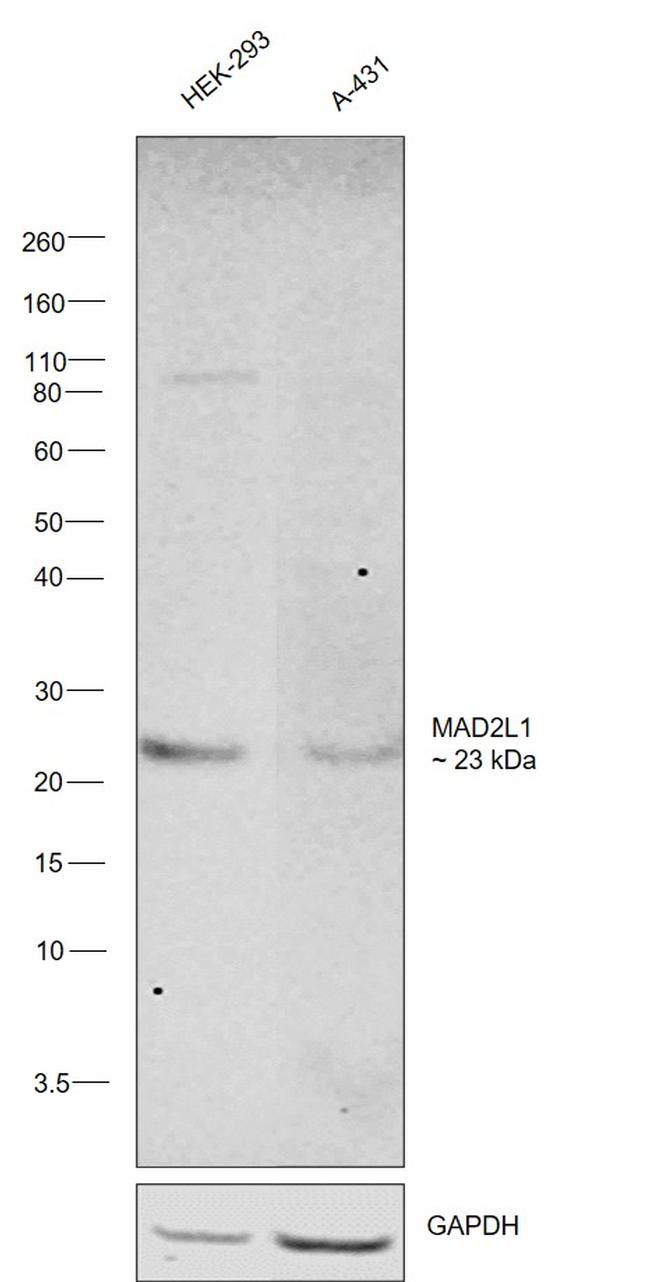 MAD2 Antibody in Western Blot (WB)