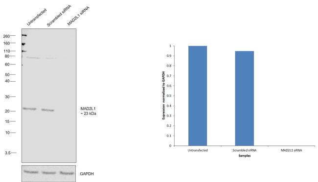 MAD2 Antibody in Western Blot (WB)