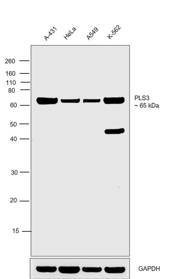 PLS3 Antibody in Western Blot (WB)