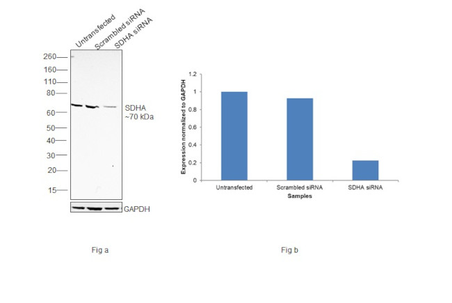 SDHA Antibody