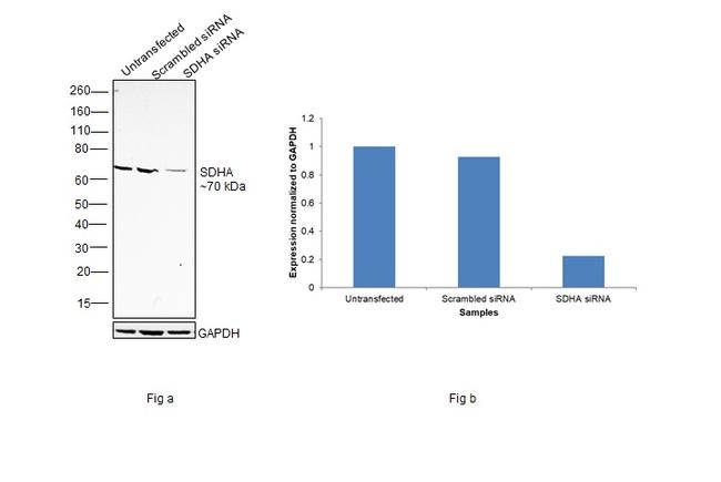 SDHA Antibody in Western Blot (WB)