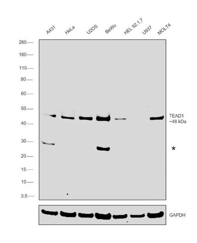 TEF1 Antibody