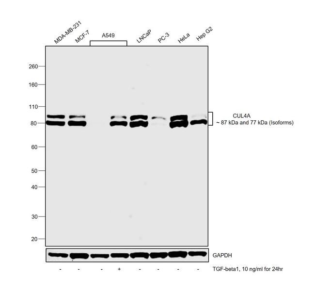 Cullin 4A Antibody in Western Blot (WB)