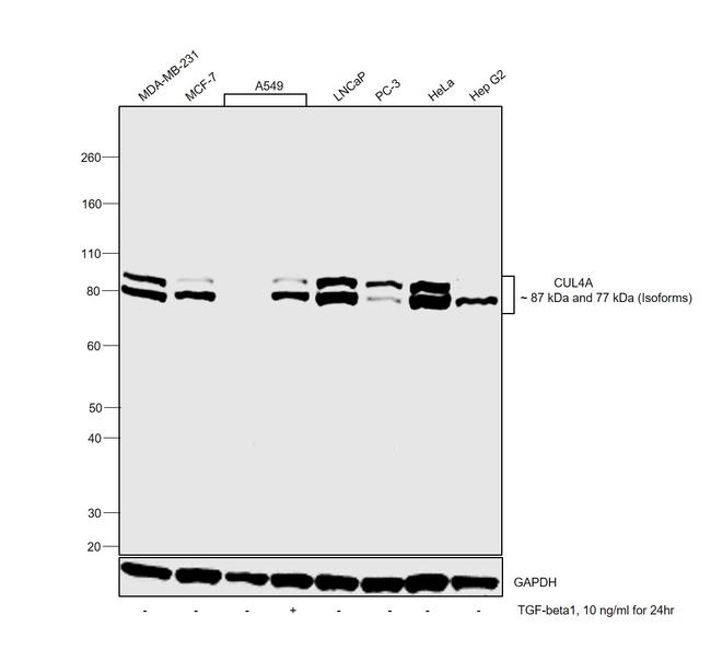 Cullin 4A Antibody in Western Blot (WB)