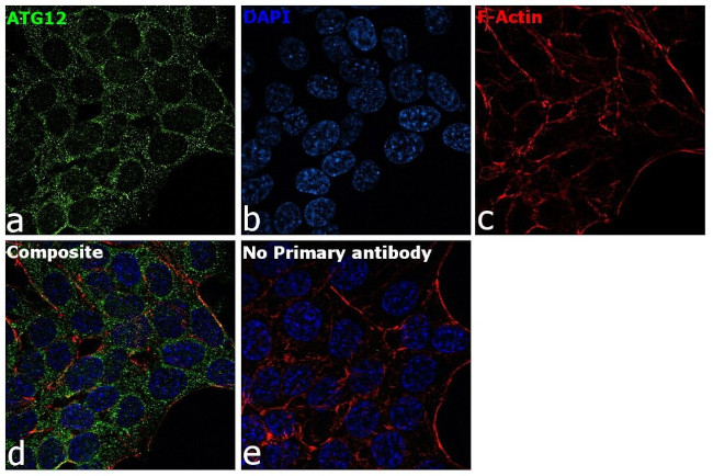 ATG12 Antibody in Immunocytochemistry (ICC/IF)