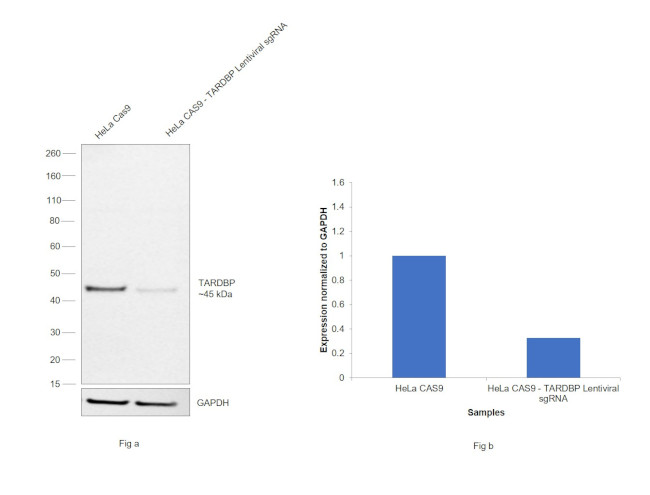 TDP-43 Antibody