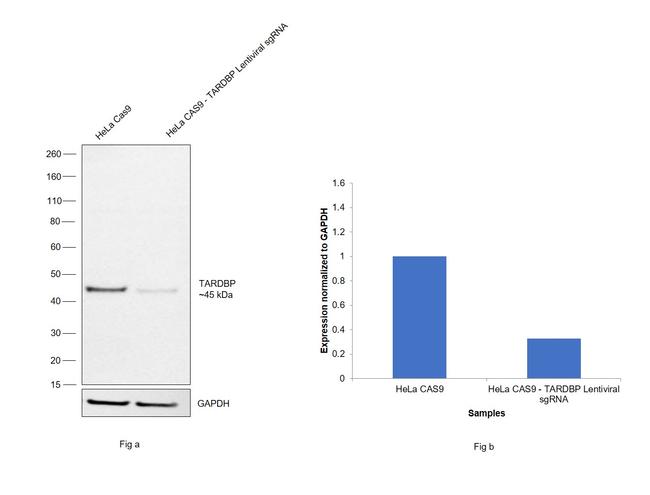 TDP-43 Antibody in Western Blot (WB)