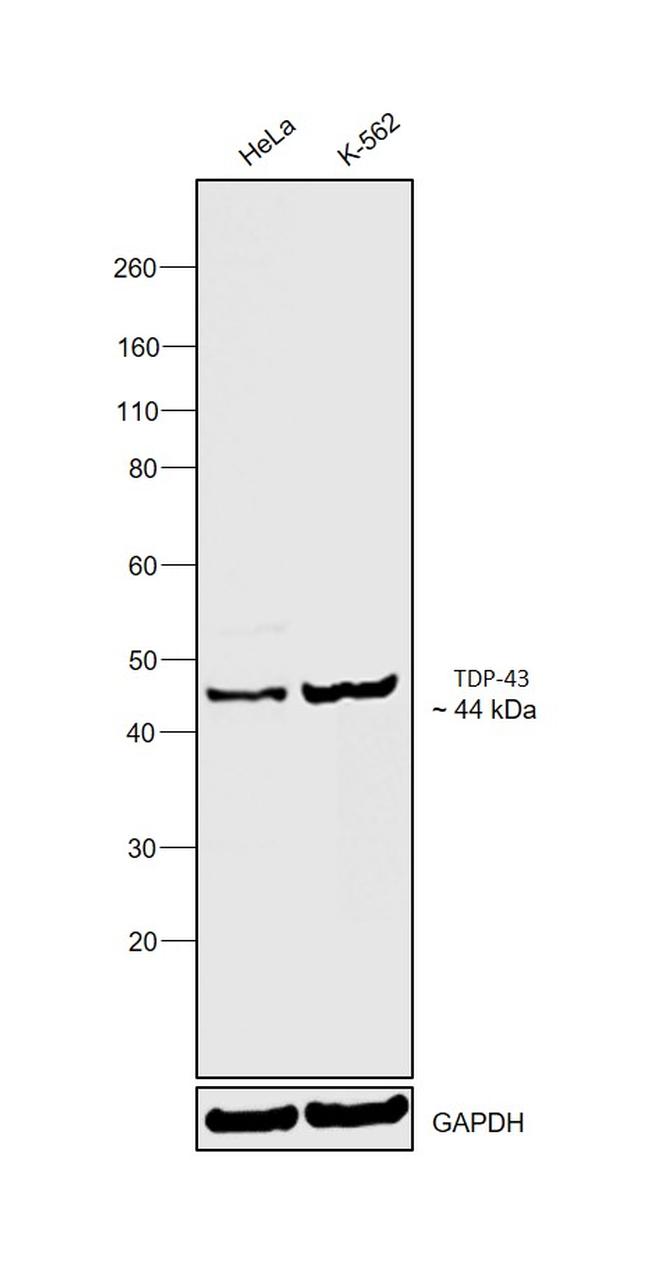 TDP-43 Antibody in Western Blot (WB)