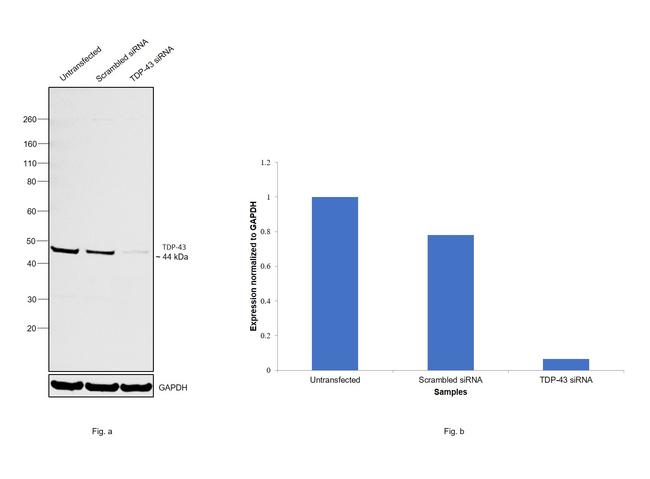 TDP-43 Antibody in Western Blot (WB)