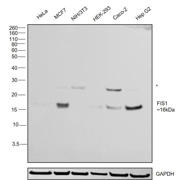 FIS1 Antibody in Western Blot (WB)