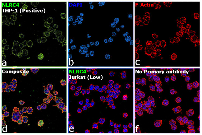 NLRC4 Antibody