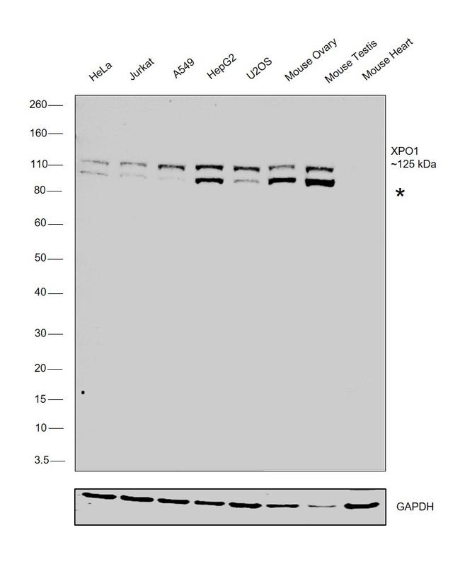 CRM1 Antibody in Western Blot (WB)