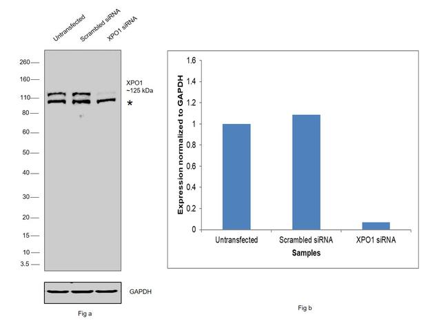 CRM1 Antibody in Western Blot (WB)