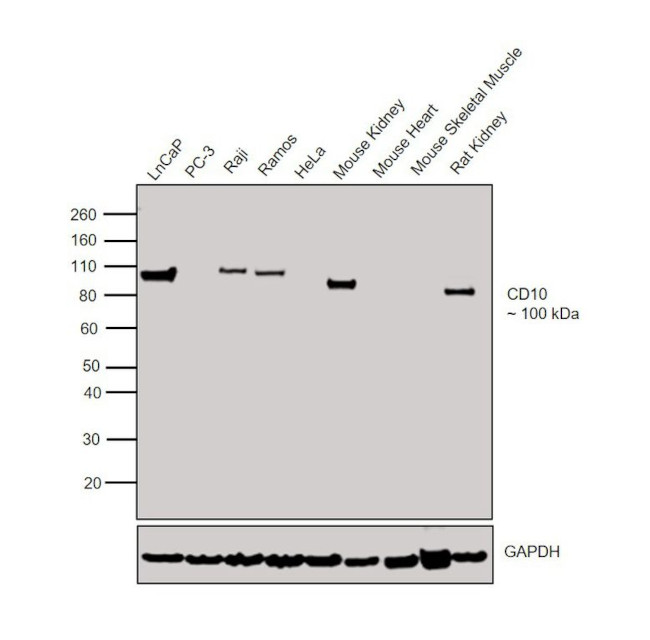 CD10 Antibody