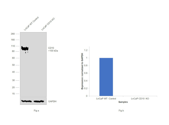 CD10 Antibody