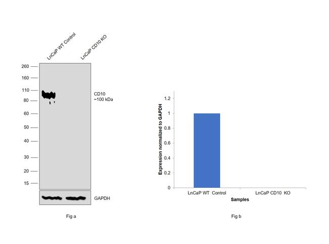 CD10 Antibody in Western Blot (WB)