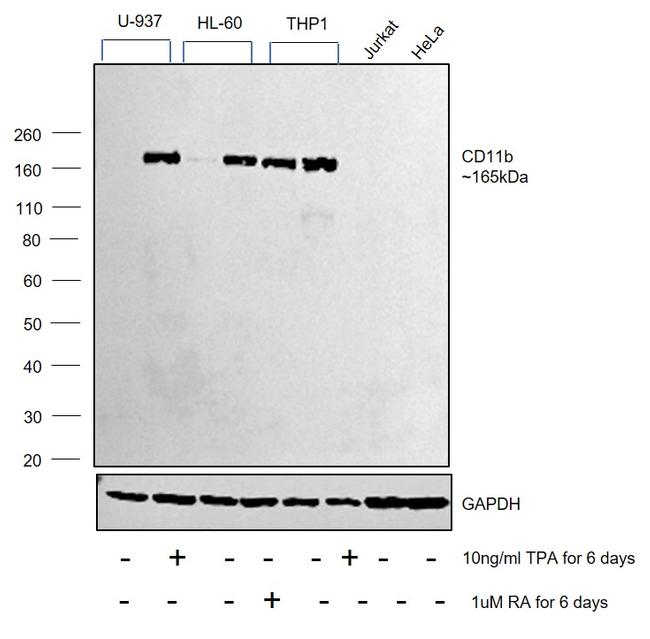 CD11b Antibody in Western Blot (WB)