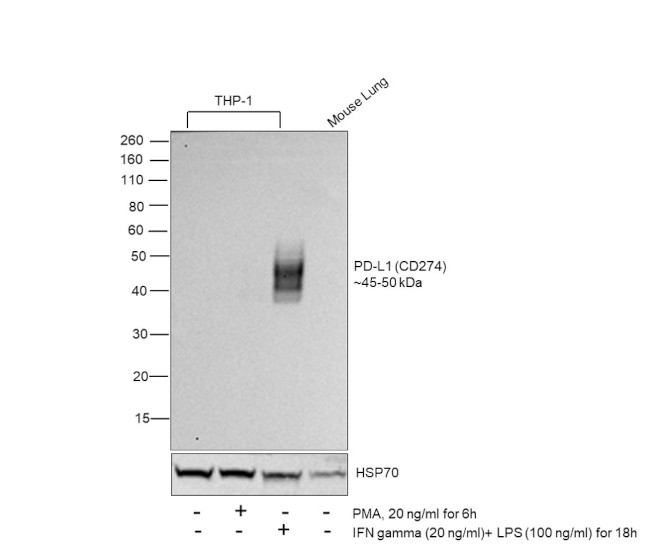 PD-L1 (CD274) Antibody