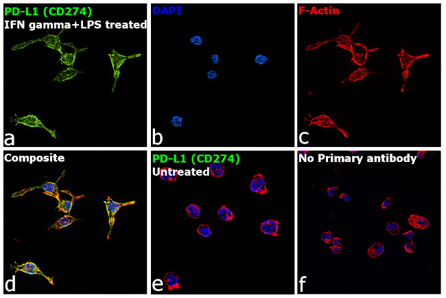 PD-L1 (CD274) Antibody in Immunocytochemistry (ICC/IF)