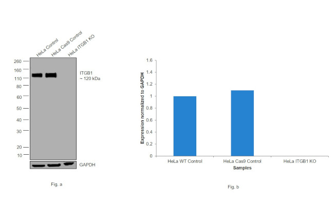 Integrin beta 1 (CD29) Antibody