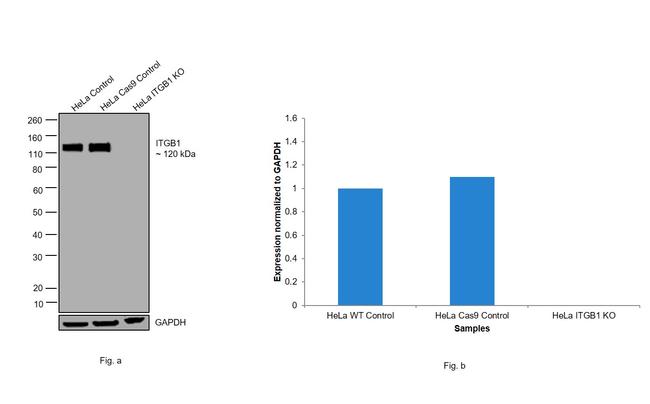 Integrin beta 1 (CD29) Antibody in Western Blot (WB)