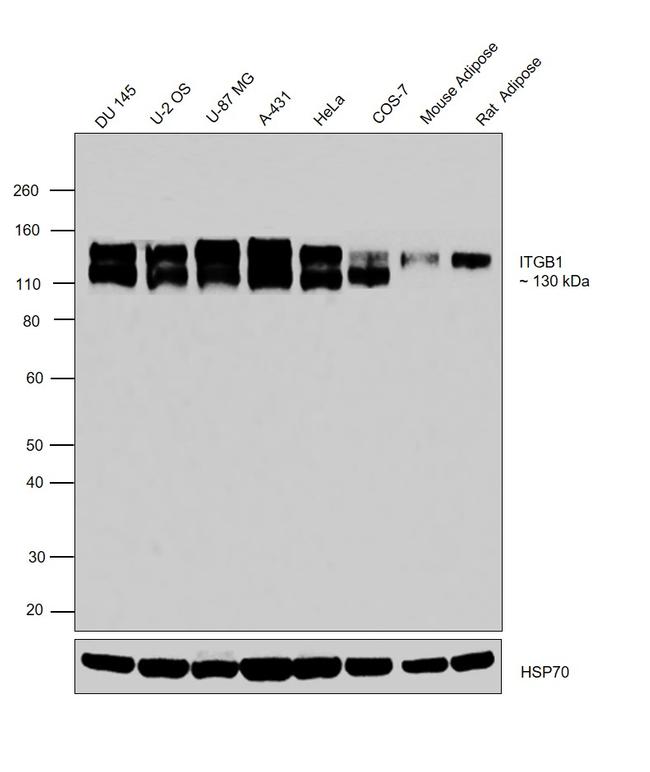 Integrin beta 1 (CD29) Antibody in Western Blot (WB)