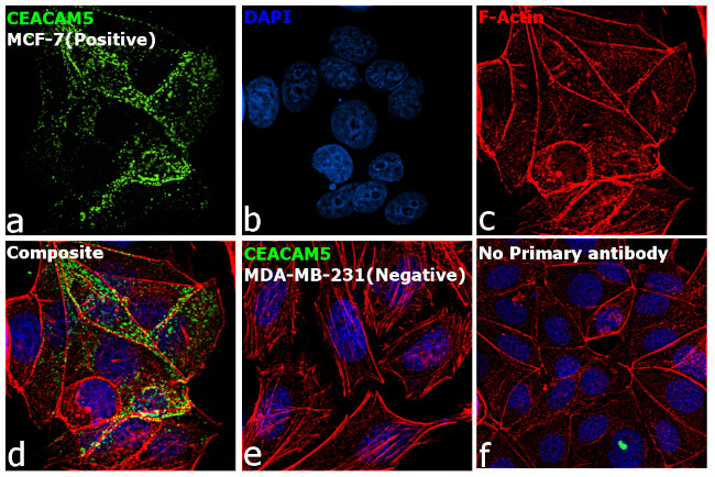 CD66e (CEA) Antibody