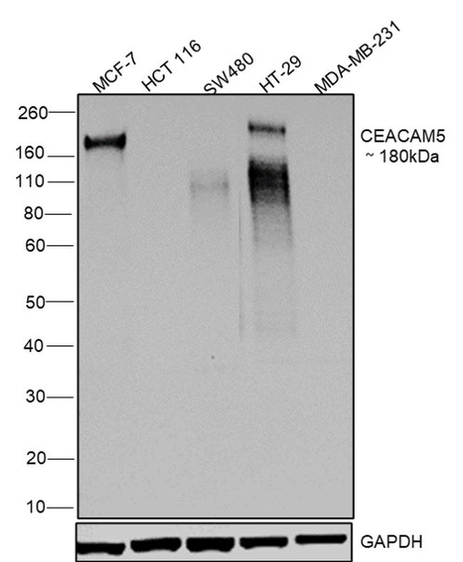 CD66e (CEA) Antibody in Western Blot (WB)