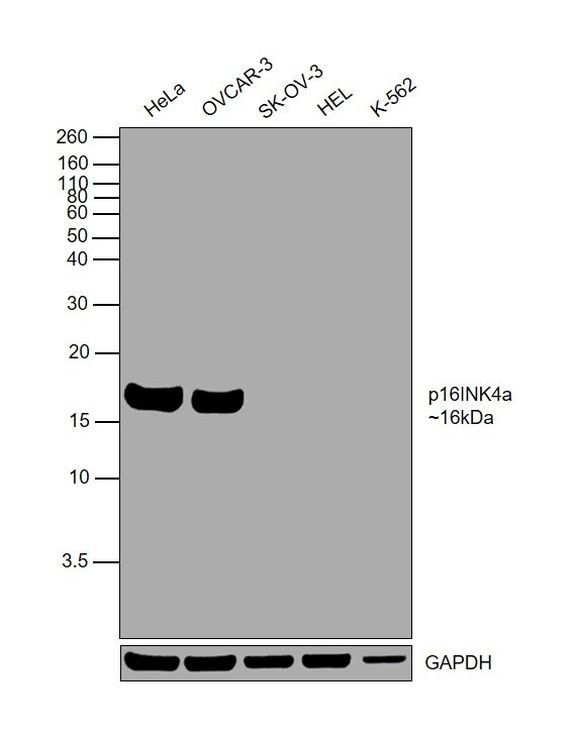 p16INK4a Antibody