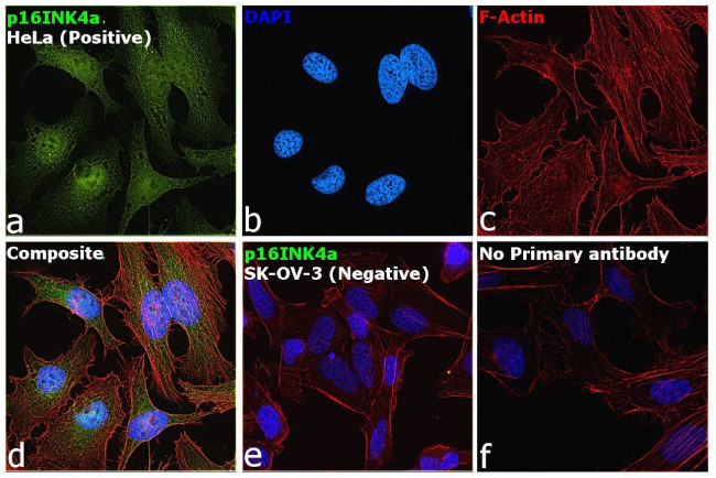 p16INK4a Antibody in Immunocytochemistry (ICC/IF)