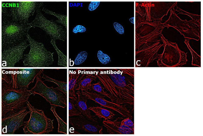 Cyclin B1 Antibody in Immunocytochemistry (ICC/IF)