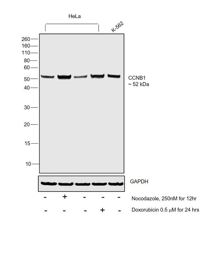 Cyclin B1 Antibody in Western Blot (WB)