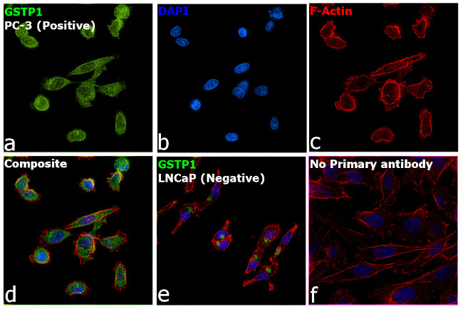 GSTP1 Antibody