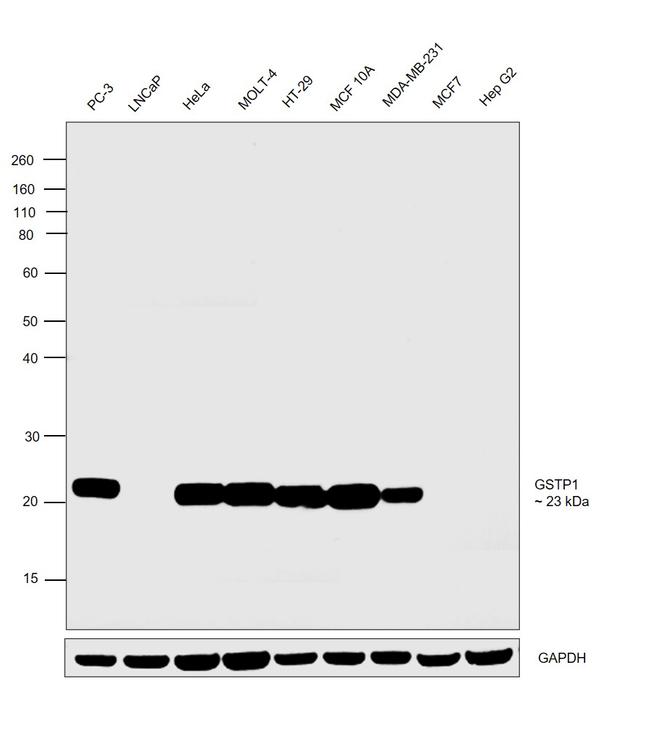 GSTP1 Antibody in Western Blot (WB)