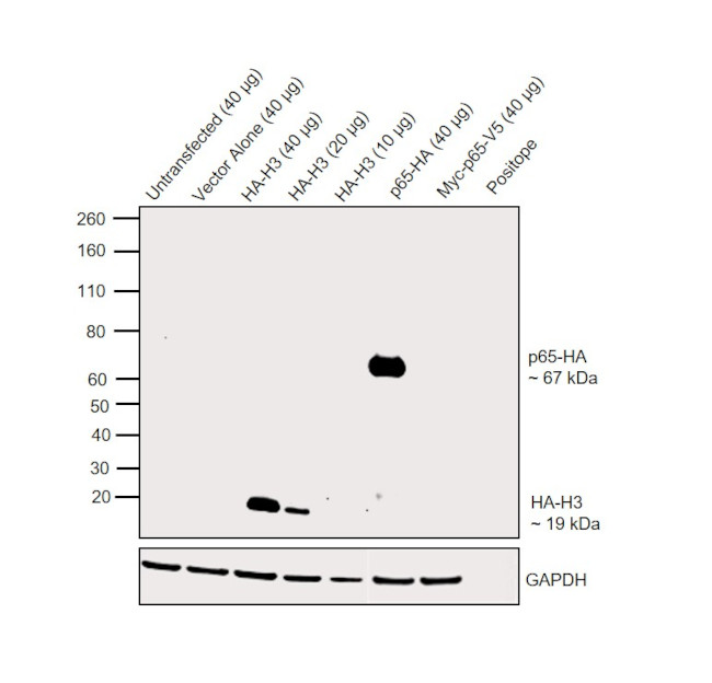 HA Tag Antibody