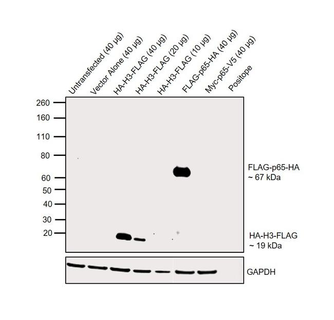 HA Tag Antibody in Western Blot (WB)