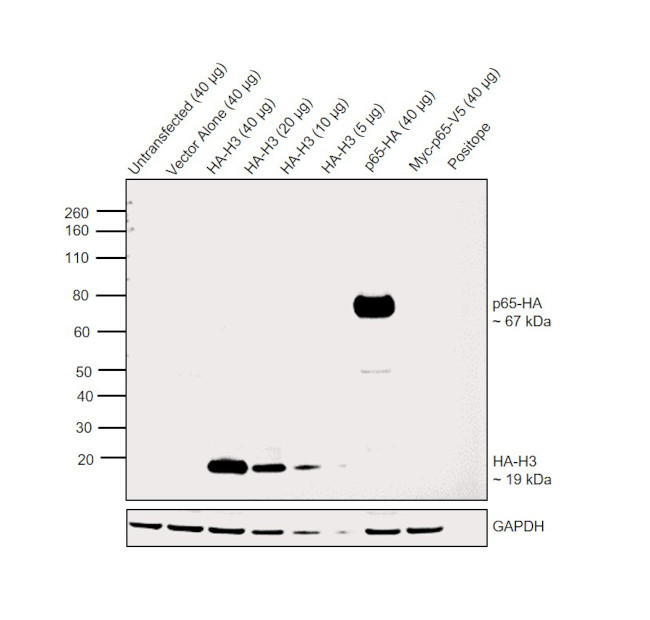 HA Tag Antibody