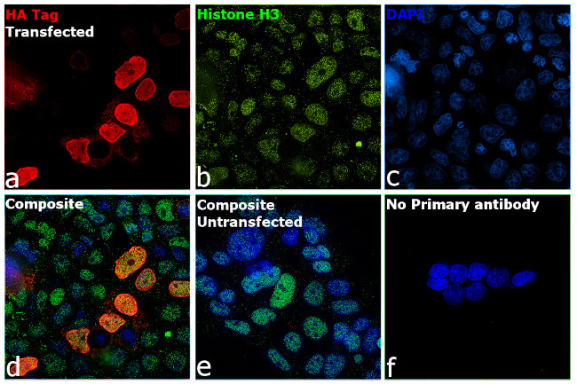 HA Tag Antibody in Immunocytochemistry (ICC/IF)