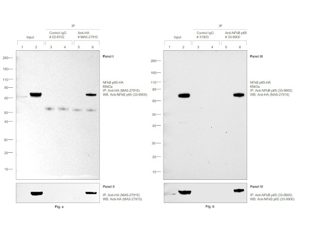 HA Tag Antibody in Immunoprecipitation (IP)