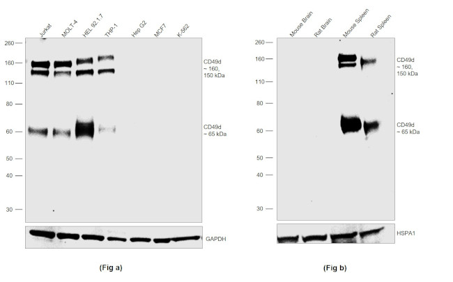 CD49d (Integrin alpha 4) Antibody