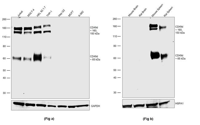 CD49d (Integrin alpha 4) Antibody in Western Blot (WB)