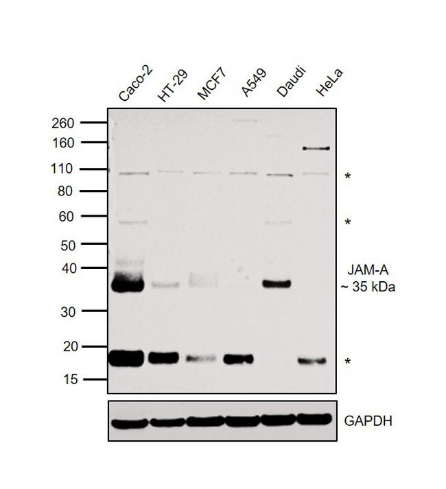 JAM-A (CD321) Antibody in Western Blot (WB)