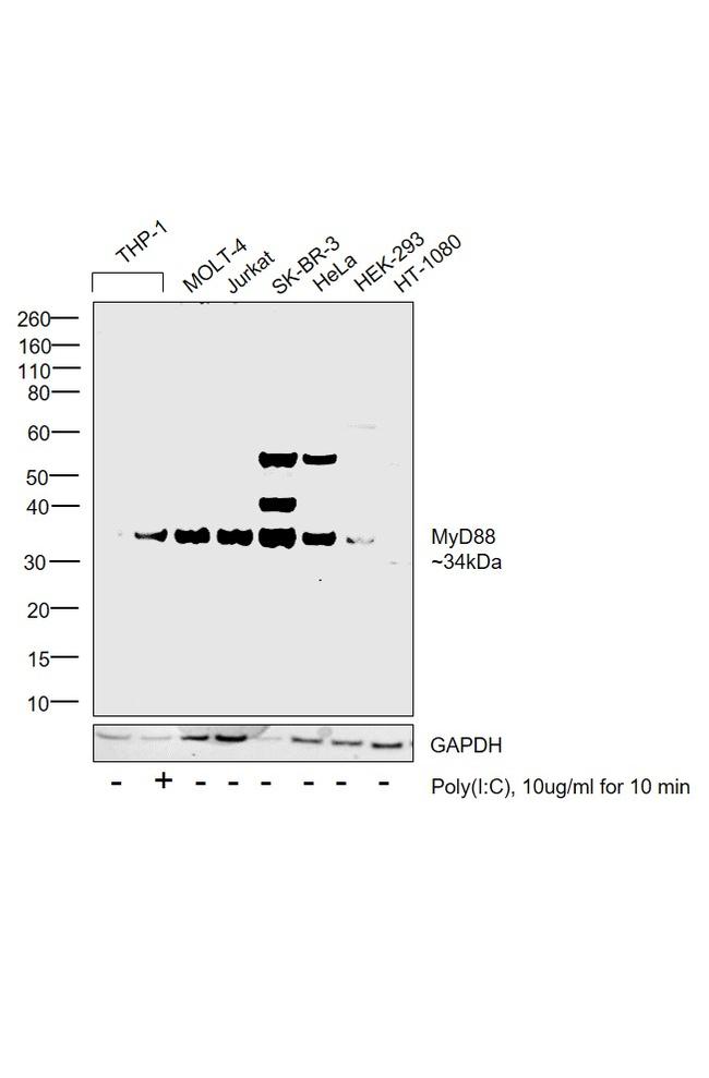 MyD88 Antibody in Western Blot (WB)