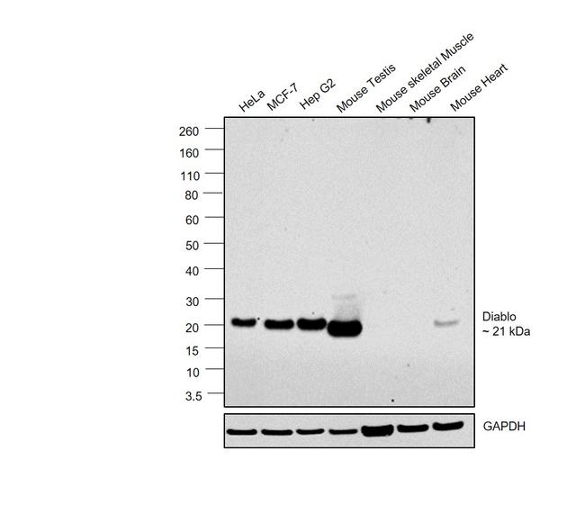 DIABLO Antibody in Western Blot (WB)