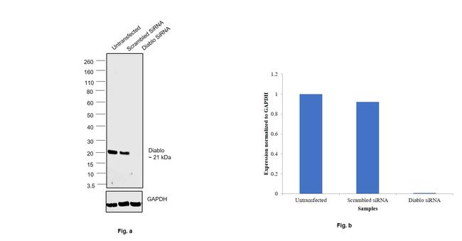 DIABLO Antibody in Western Blot (WB)