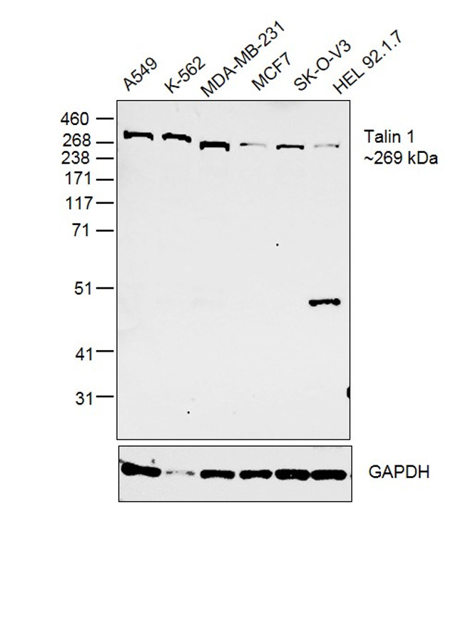 Talin Antibody