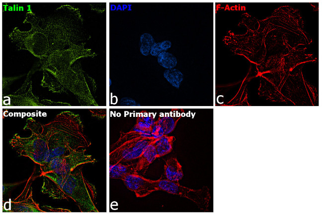 Talin Antibody in Immunocytochemistry (ICC/IF)