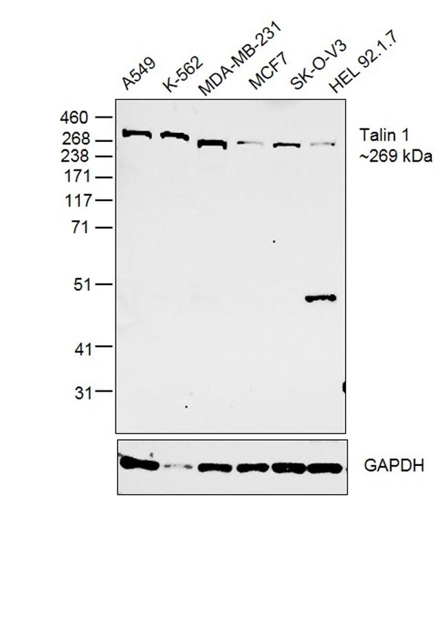 Talin Antibody in Western Blot (WB)